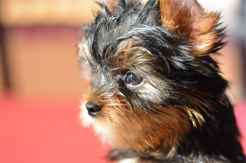 Male Yorkie Puppy picture of male yorkie puppy for sale
